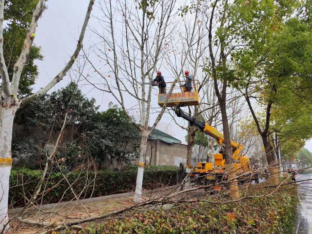 春季道路绿化养护修剪